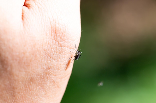 Foto close-up van een insect bij de hand