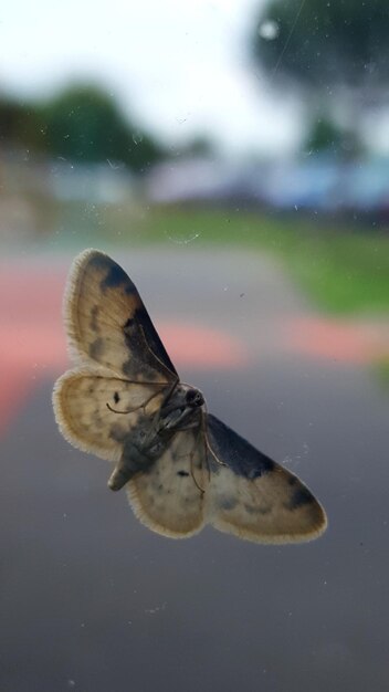 Close-up van een insect dat in het water zwemt