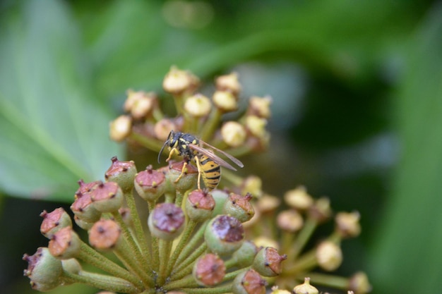 Close-up van een insect dat op een bloem bestuift