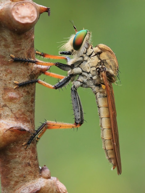 Close-up van een insect dat op een plant zit