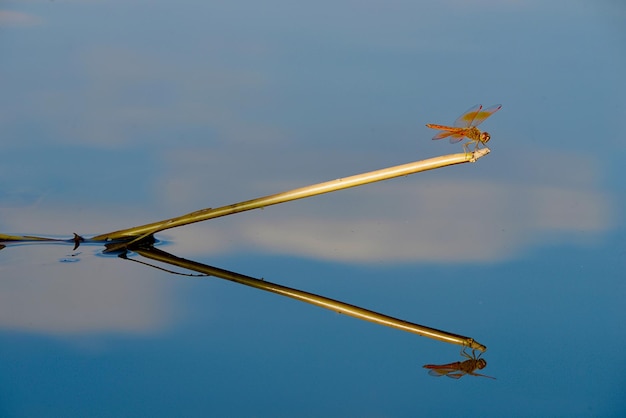 Foto close-up van een insect dat tegen de lucht vliegt