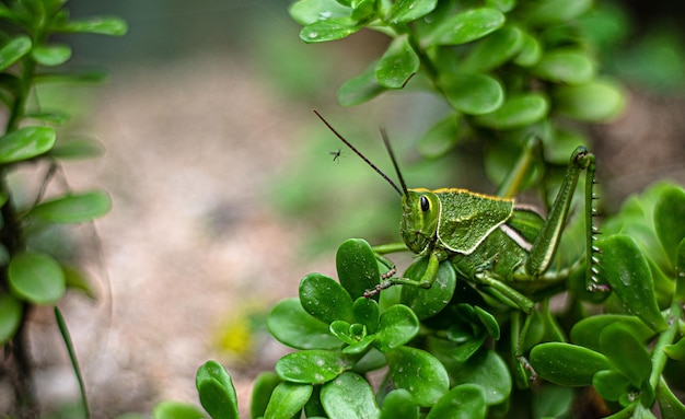 Close-up van een insect op bladeren