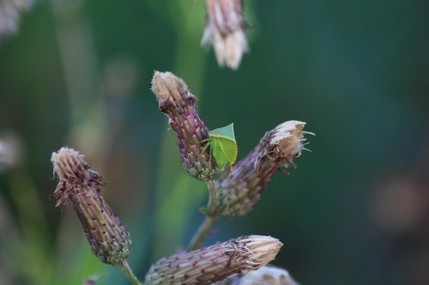 Close-up van een insect op bloemknoppen