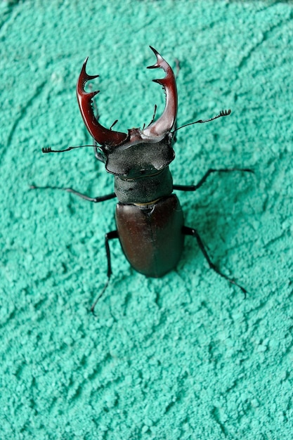 Foto close-up van een insect op de muur