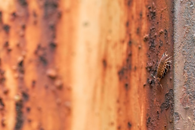 Close-up van een insect op de muur