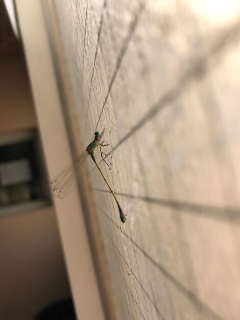 Foto close-up van een insect op de muur