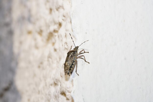 Close-up van een insect op de muur