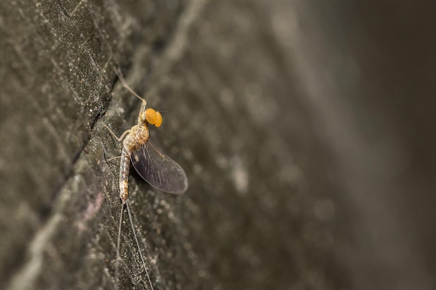 Close-up van een insect op de muur