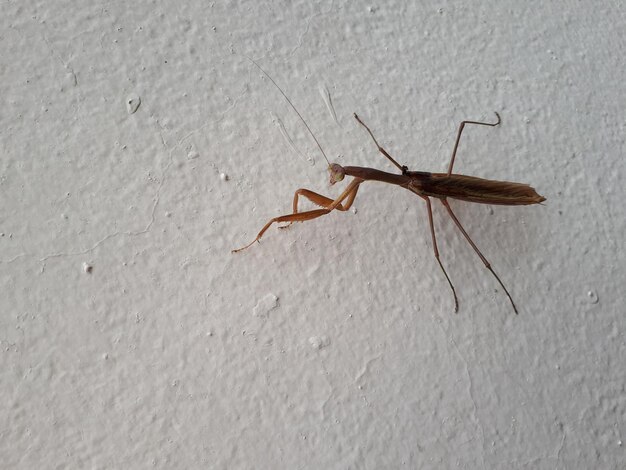 Close-up van een insect op de muur
