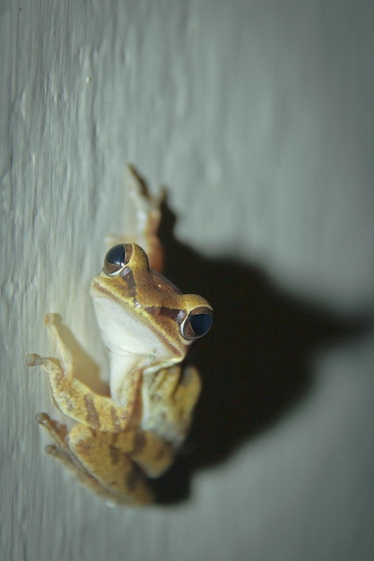 Foto close-up van een insect op de muur