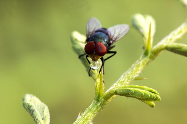 Close-up van een insect op de stengel tegen een wazige achtergrond