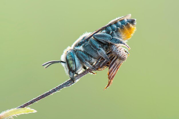 Close-up van een insect op de stengel