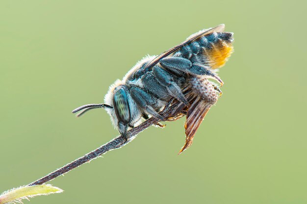 Foto close-up van een insect op de stengel