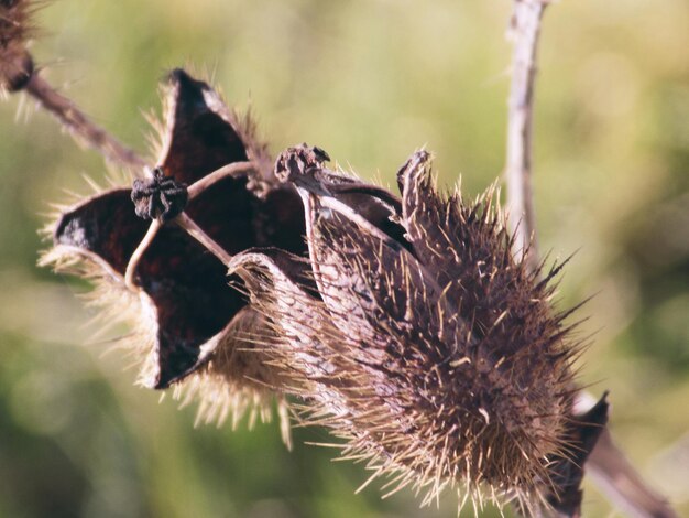 Close-up van een insect op distel