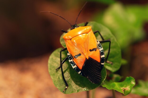 Close-up van een insect op een blad