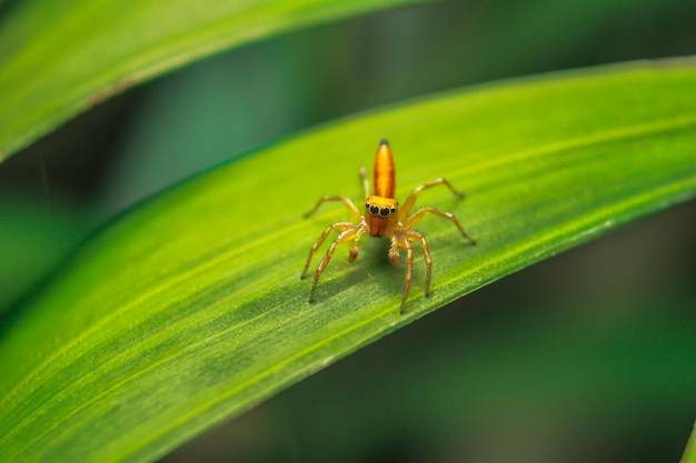 Close-up van een insect op een blad