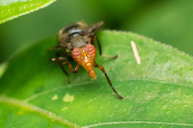 Close-up van een insect op een blad