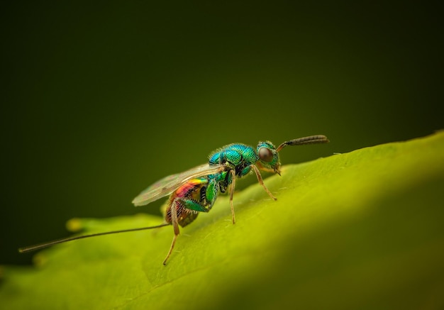 Close-up van een insect op een blad