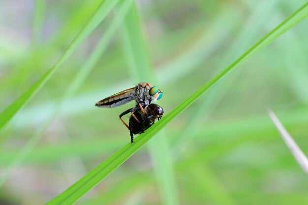 Foto close-up van een insect op een blad