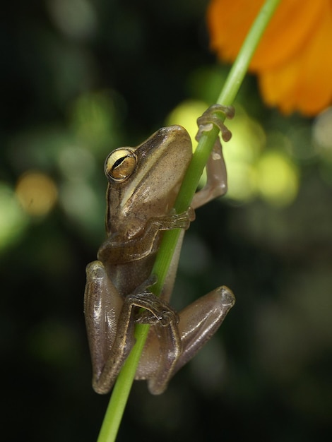 Foto close-up van een insect op een blad