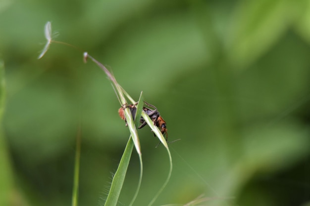 Close-up van een insect op een blad