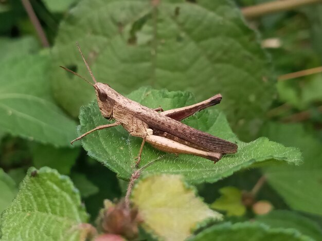 Close-up van een insect op een blad