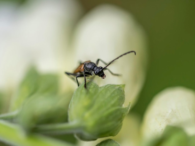 Close-up van een insect op een blad