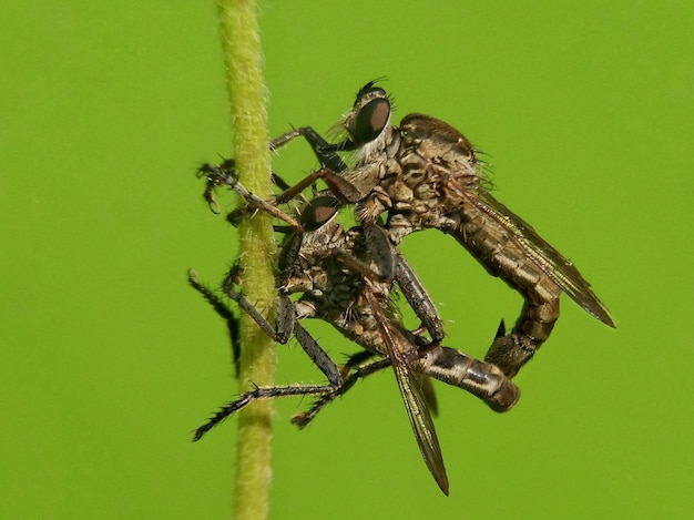 Foto close-up van een insect op een blad