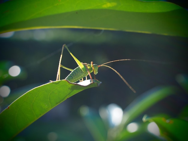 Close-up van een insect op een blad