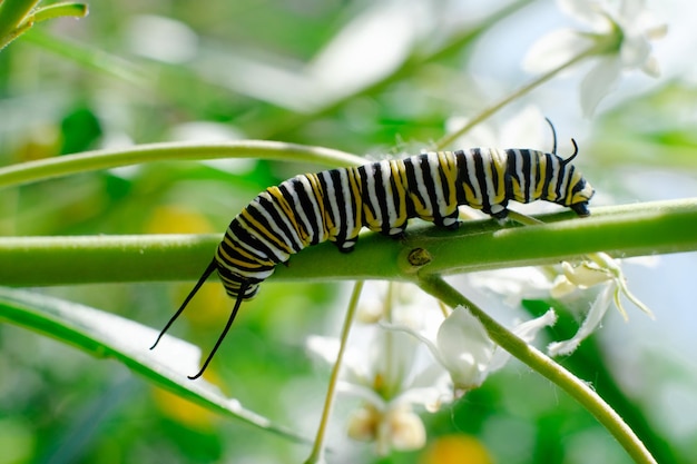 Foto close-up van een insect op een blad