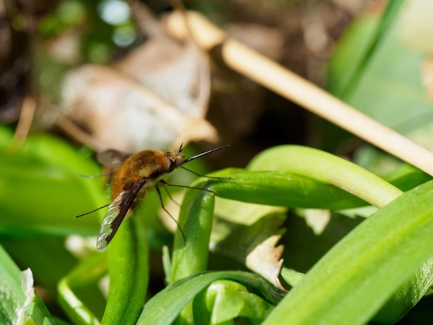 Foto close-up van een insect op een blad