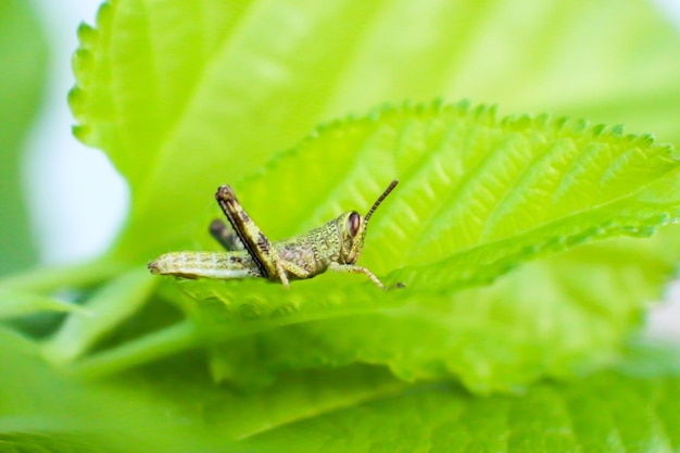 Close-up van een insect op een blad