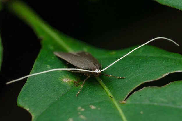 Foto close-up van een insect op een blad