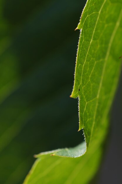 Foto close-up van een insect op een blad