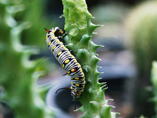 Foto close-up van een insect op een blad