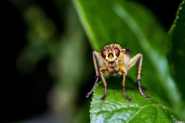 Close-up van een insect op een blad