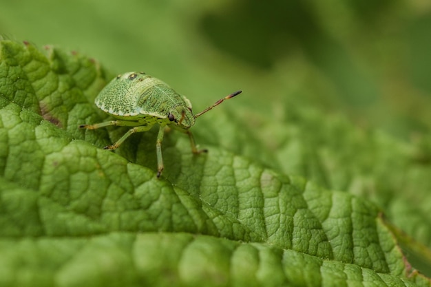 Close-up van een insect op een blad