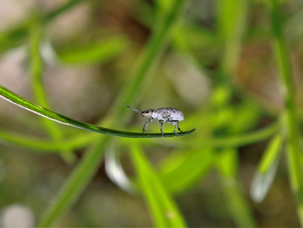 Close-up van een insect op een blad