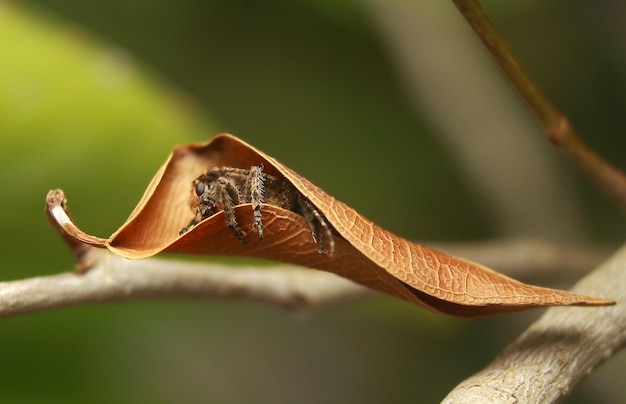 Foto close-up van een insect op een blad