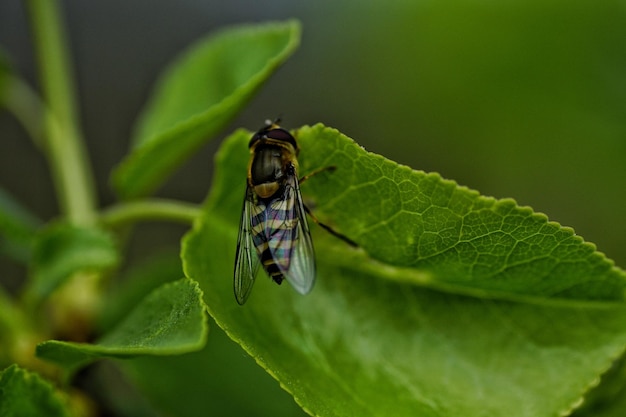 Close-up van een insect op een blad