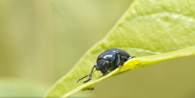 Foto close-up van een insect op een blad