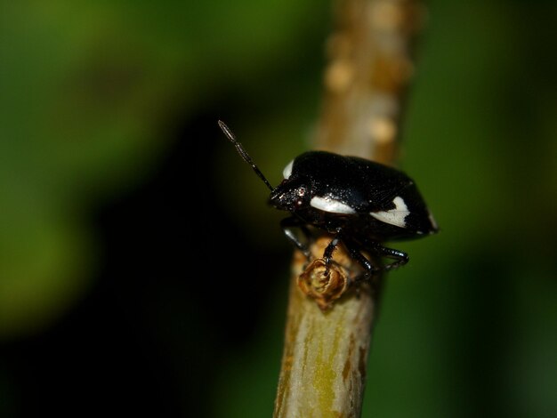 Close-up van een insect op een blad