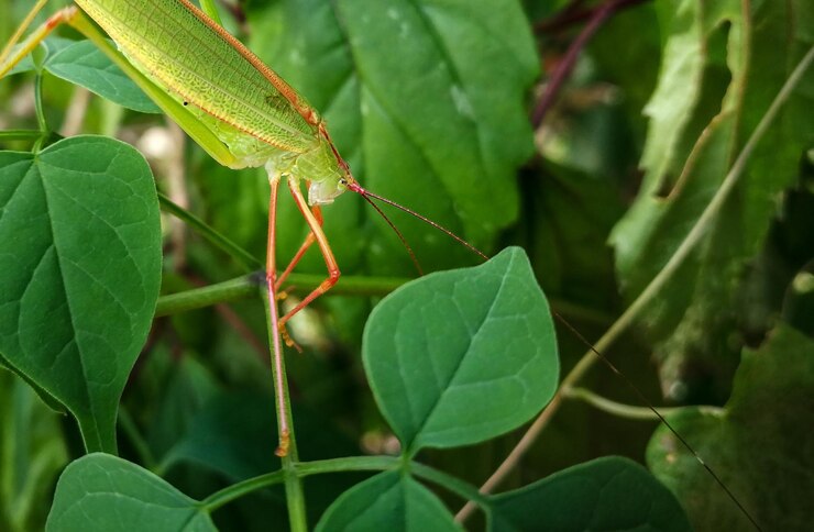 Foto close-up van een insect op een blad