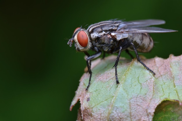 Close-up van een insect op een blad