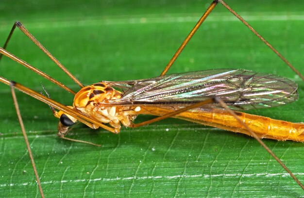 Foto close-up van een insect op een blad