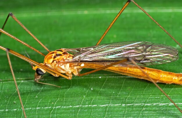 Close-up van een insect op een blad