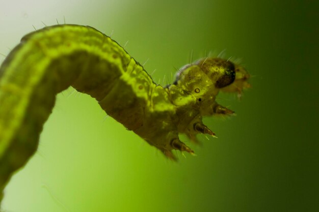 Foto close-up van een insect op een blad