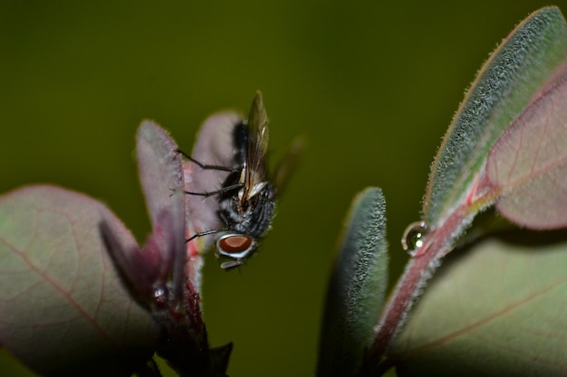 Close-up van een insect op een blad