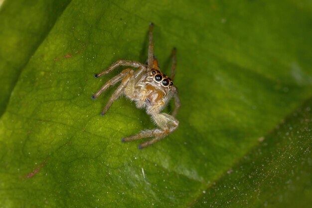 Foto close-up van een insect op een blad