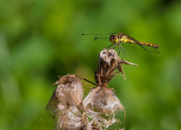 Foto close-up van een insect op een blad